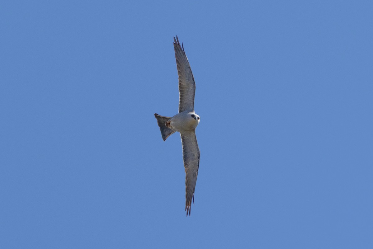 Mississippi Kite - ML657117176