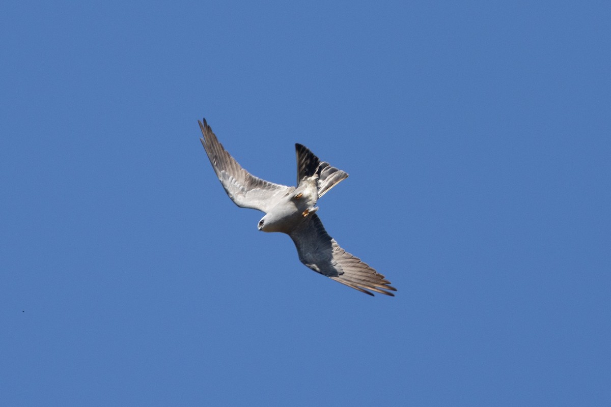Mississippi Kite - ML657117177