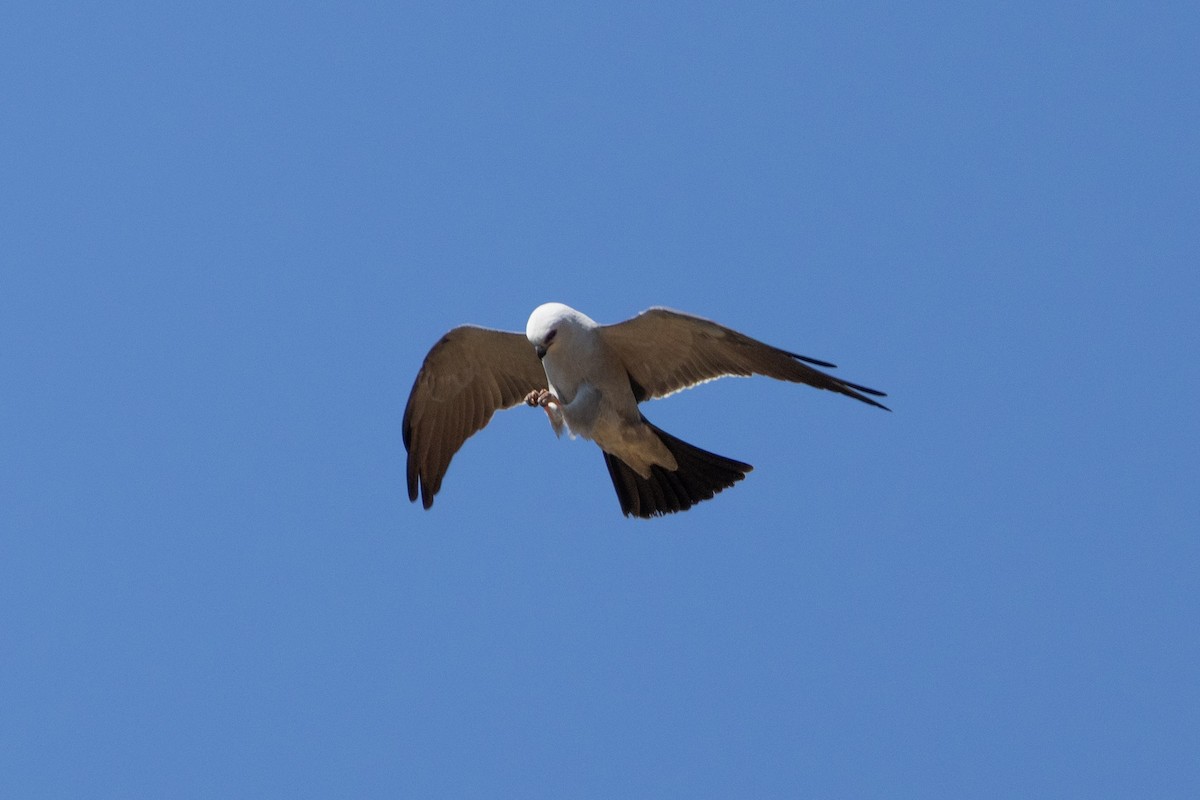 Mississippi Kite - ML657117178