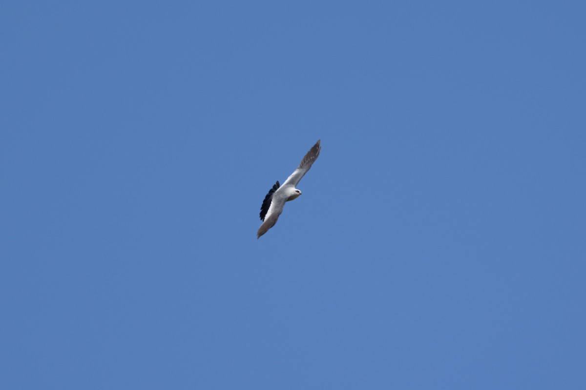 Mississippi Kite - ML657117179