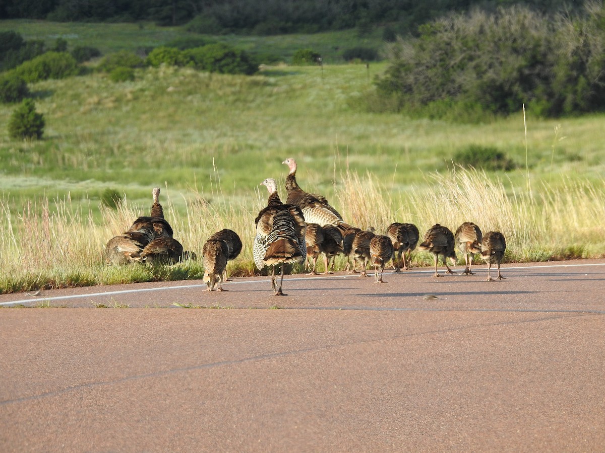 Wild Turkey - ML65711761