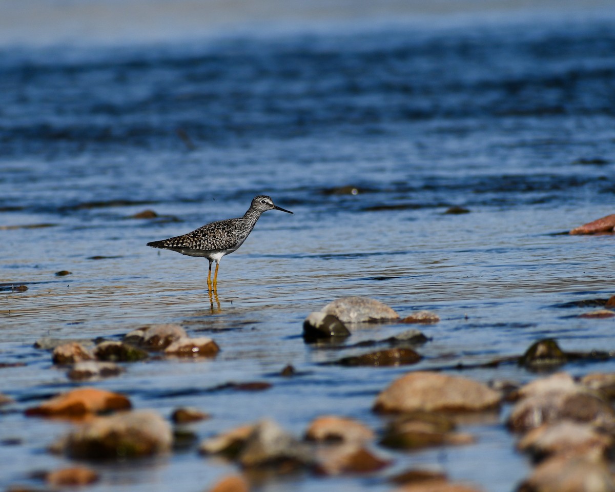 eBird Checklist - 10 May 2026 - Reshaw Park - 38 species
