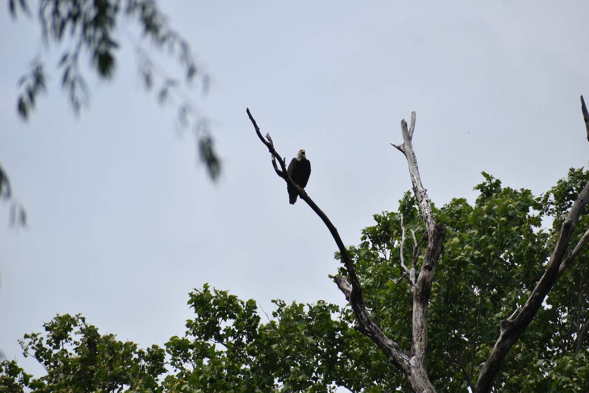 Bald Eagle - ML657118227