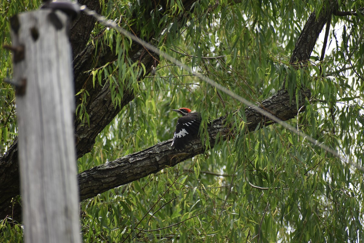 Pileated Woodpecker - ML657118302