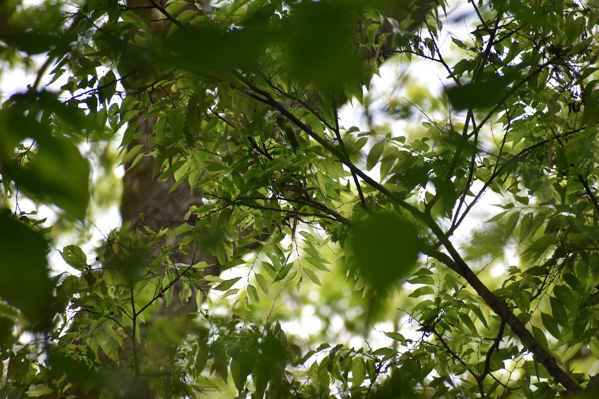 Bay-breasted Warbler - ML657118343
