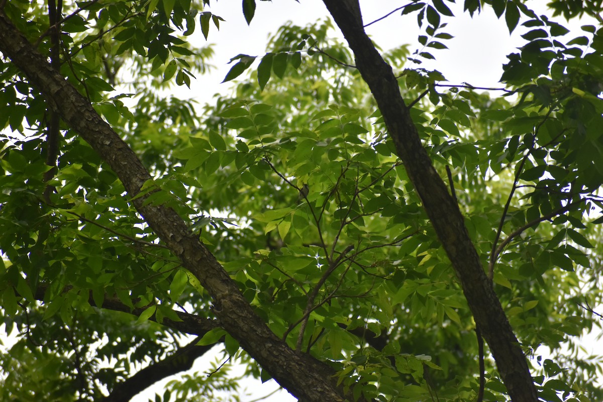 Chestnut-sided Warbler - ML657118389
