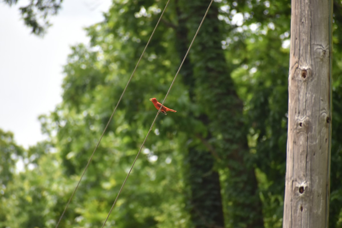 Summer Tanager - ML657118421