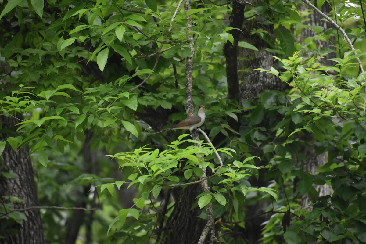 Yellow-billed Cuckoo - ML657118504