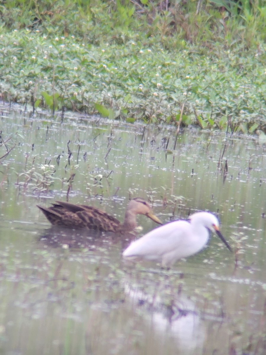 Mottled Duck - ML657118681