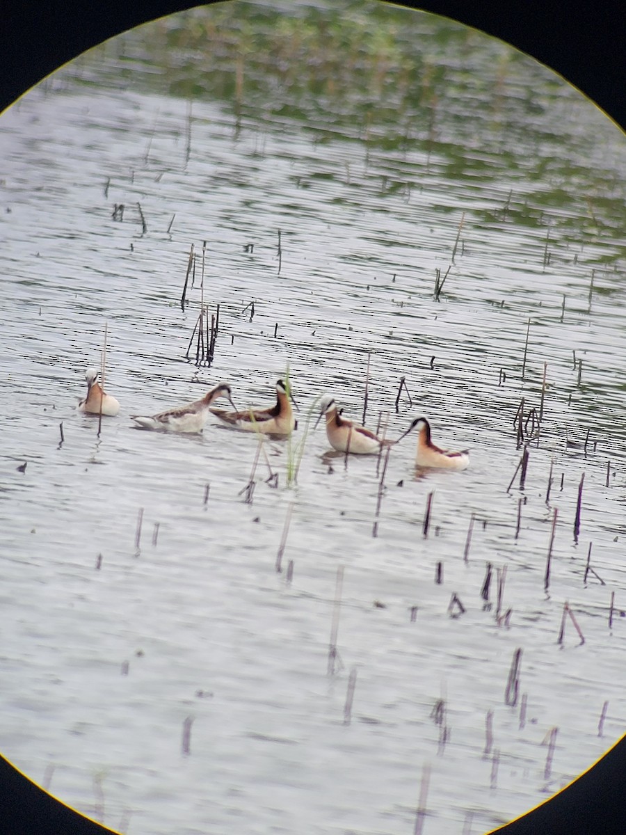 Wilson's Phalarope - ML657118739