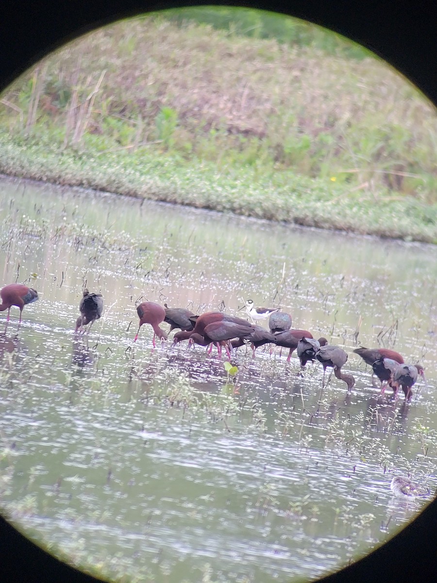 White-faced Ibis - ML657118768