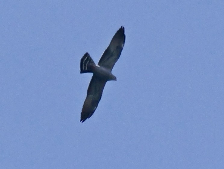 Mississippi Kite - ML657120139
