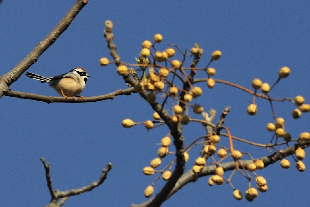 Black-throated Tit - ML657120235