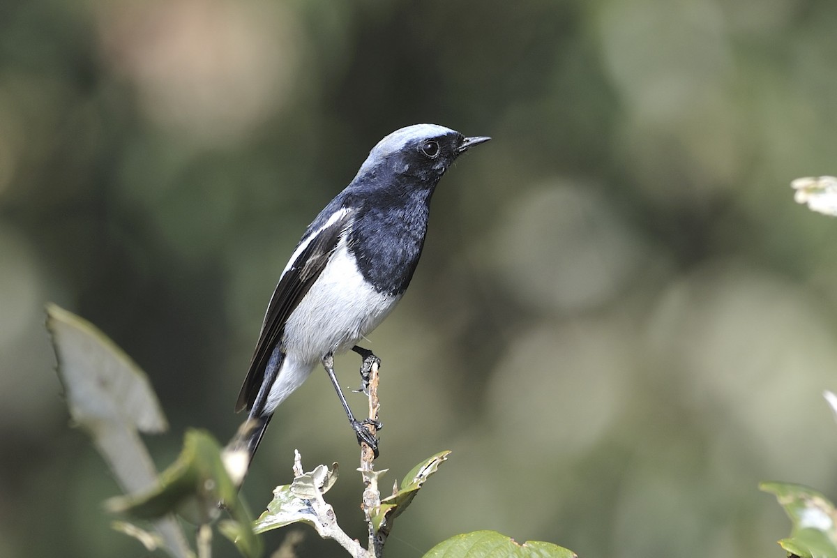Blue-capped Redstart - ML657120376