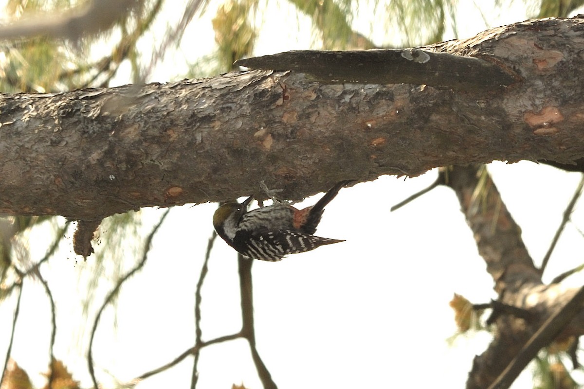 Brown-fronted Woodpecker - ML657120694