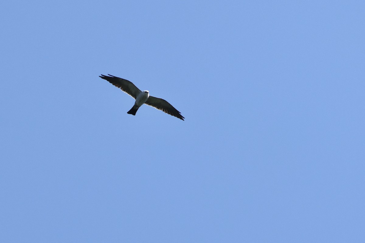 Mississippi Kite - ML657120929