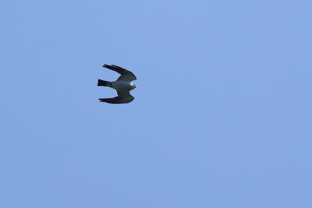 Mississippi Kite - ML657120932