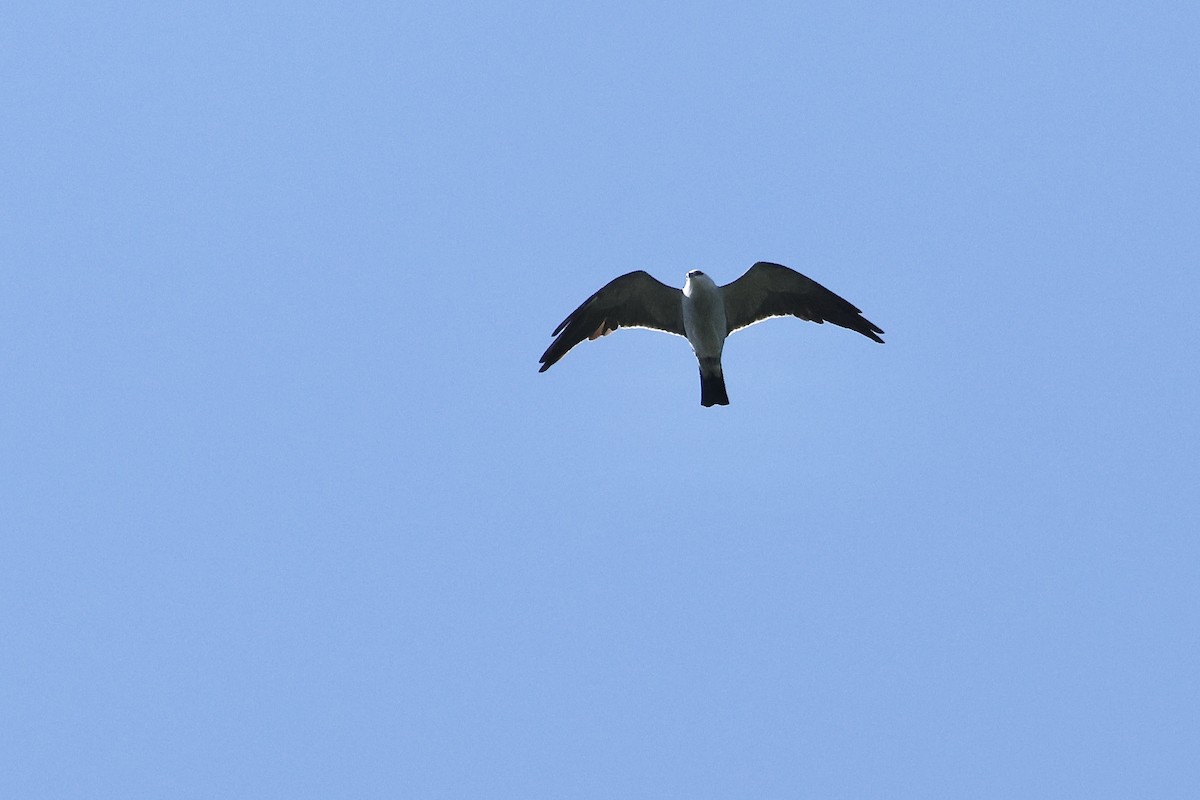 Mississippi Kite - ML657120935