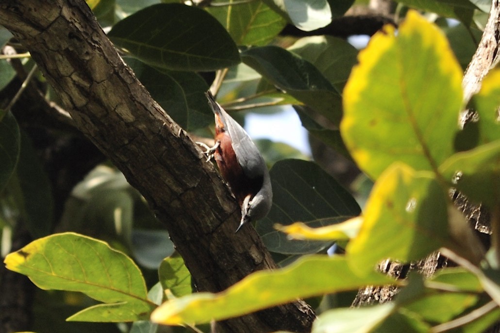 Chestnut-bellied Nuthatch - ML657121029