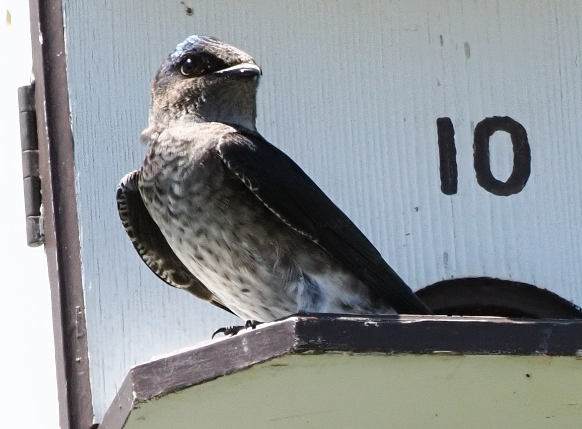 Purple Martin - ML657121151