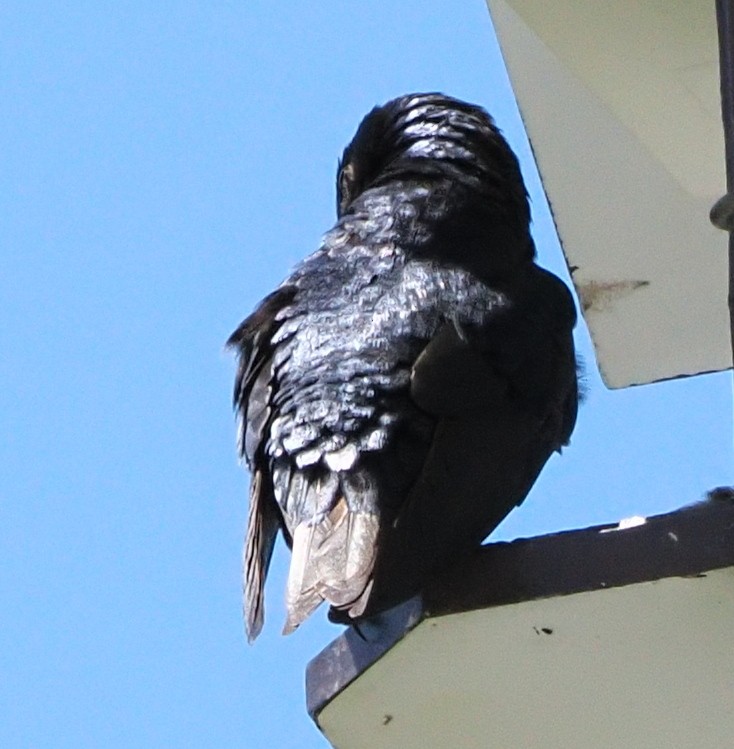 Purple Martin - ML657121152
