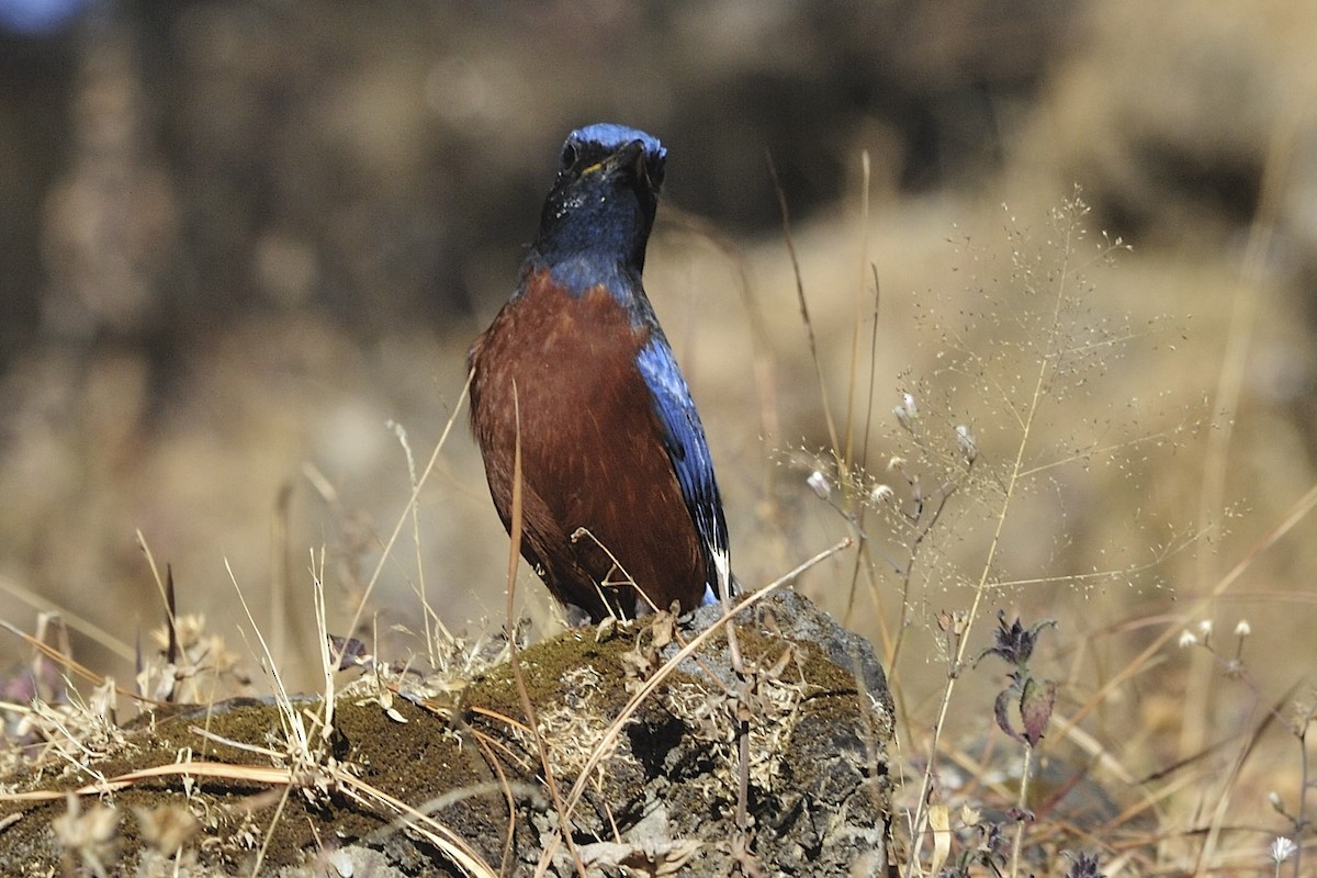 Chestnut-bellied Rock-Thrush - ML657121248