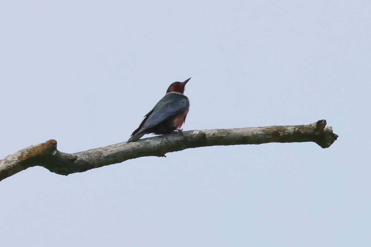 Lewis's Woodpecker - ML657121264