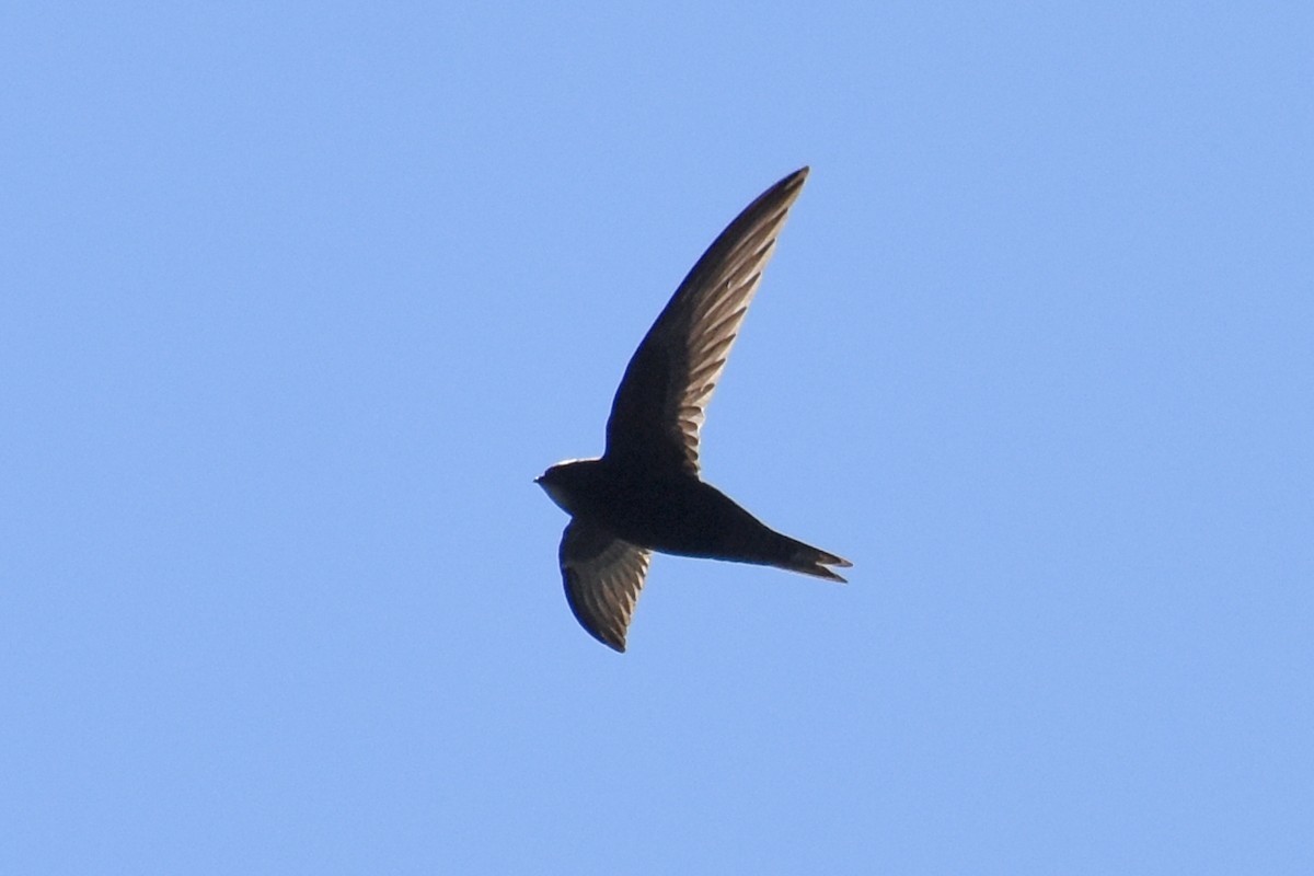 Common Swift - ML657122558