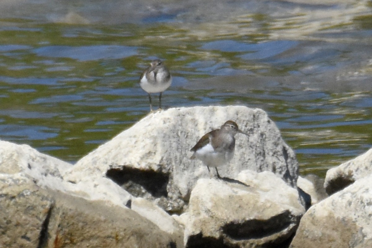 Common Sandpiper - ML657122565