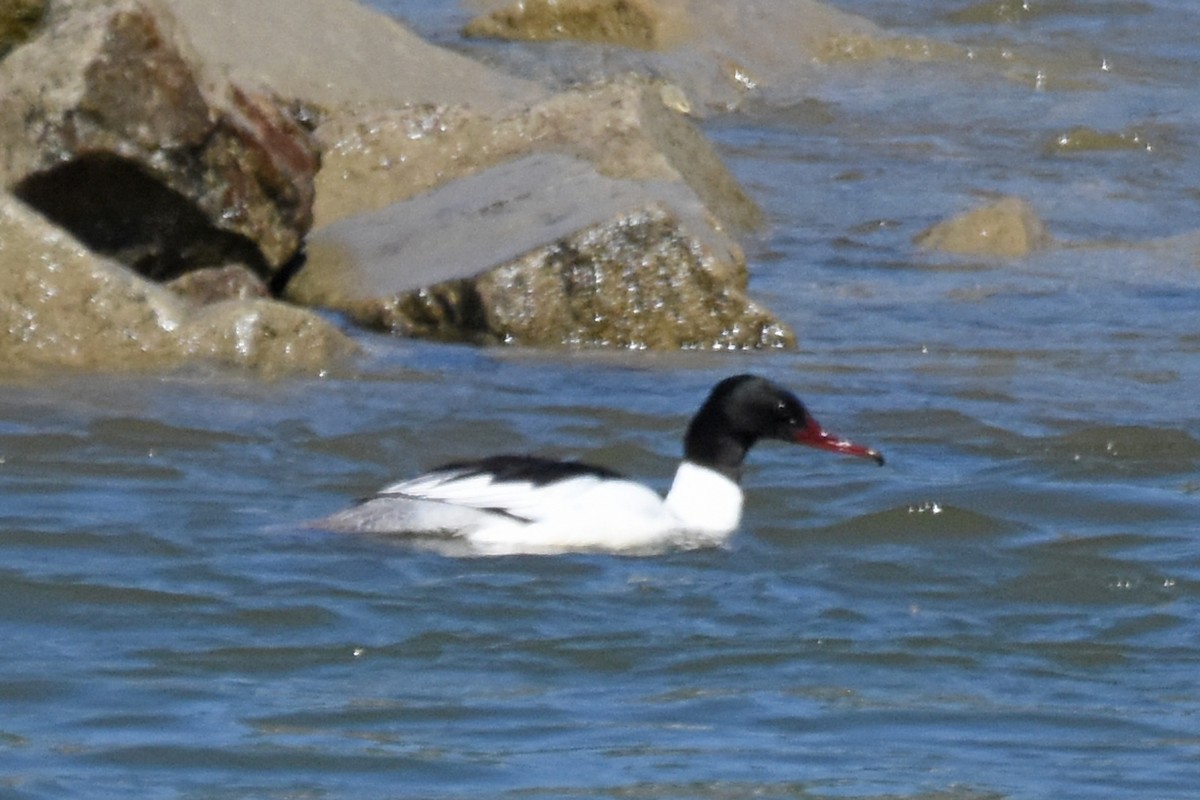 Common Merganser - ML657122572