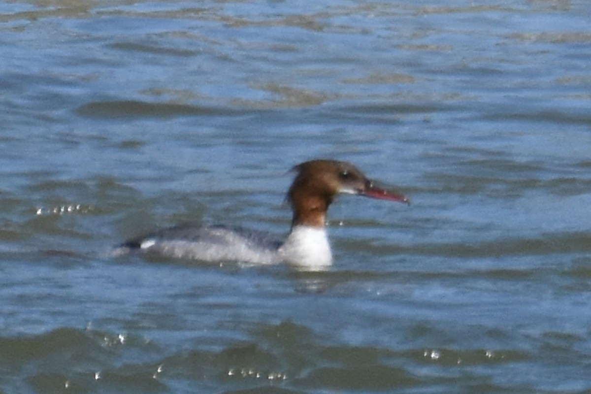 Common Merganser - ML657122577