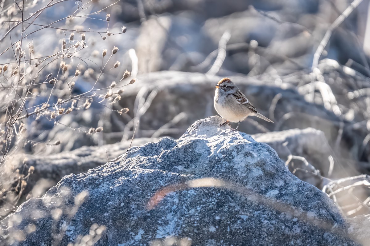 American Tree Sparrow - ML657125480