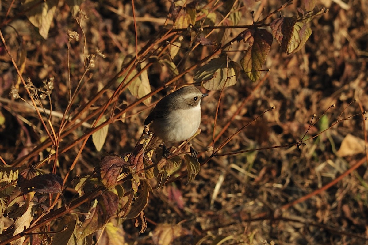 Gray Bushchat - ML657126393