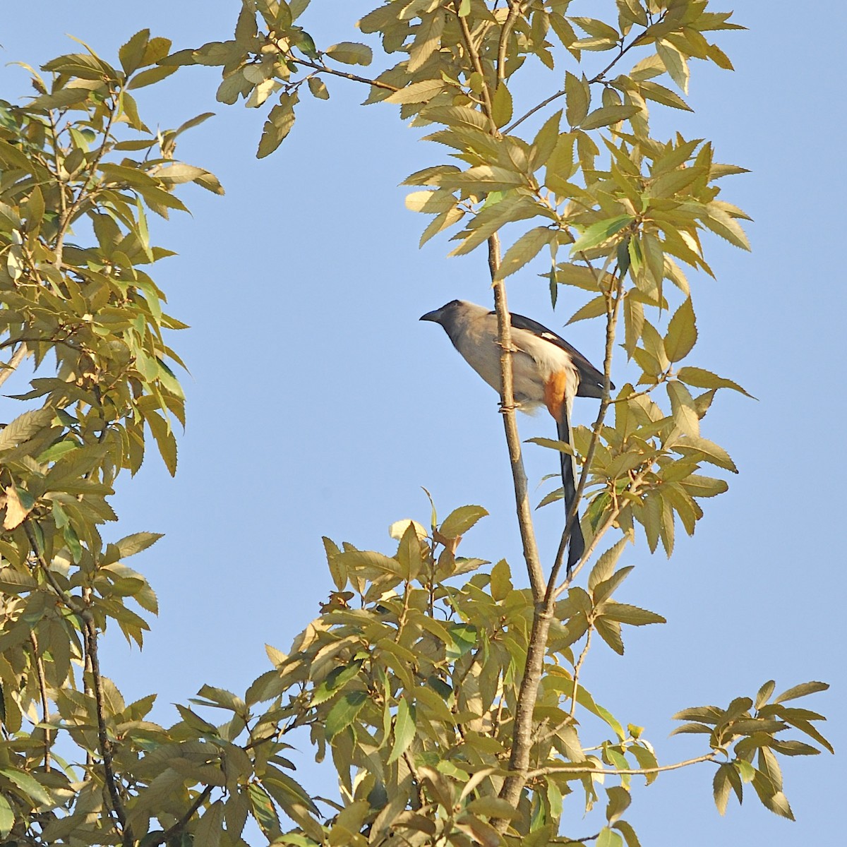Gray Treepie - ML657126496