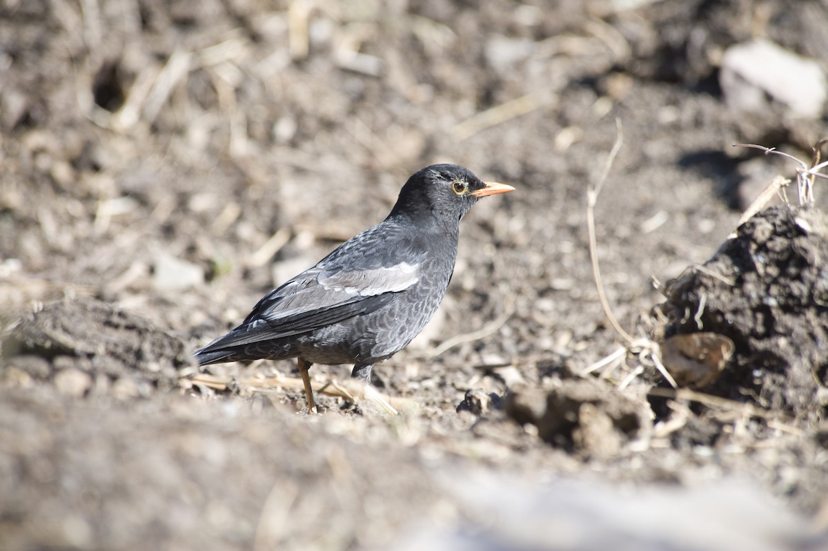 Gray-winged Blackbird - ML657126708