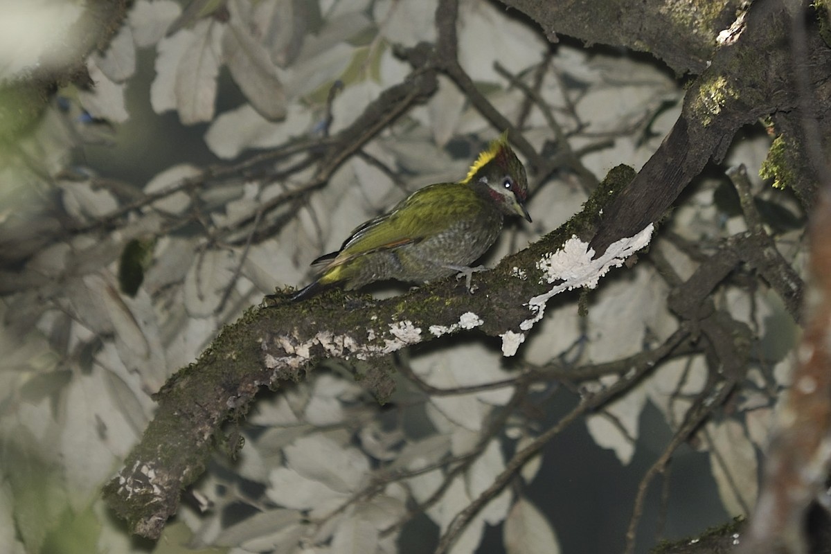 Lesser Yellownape - ML657126958