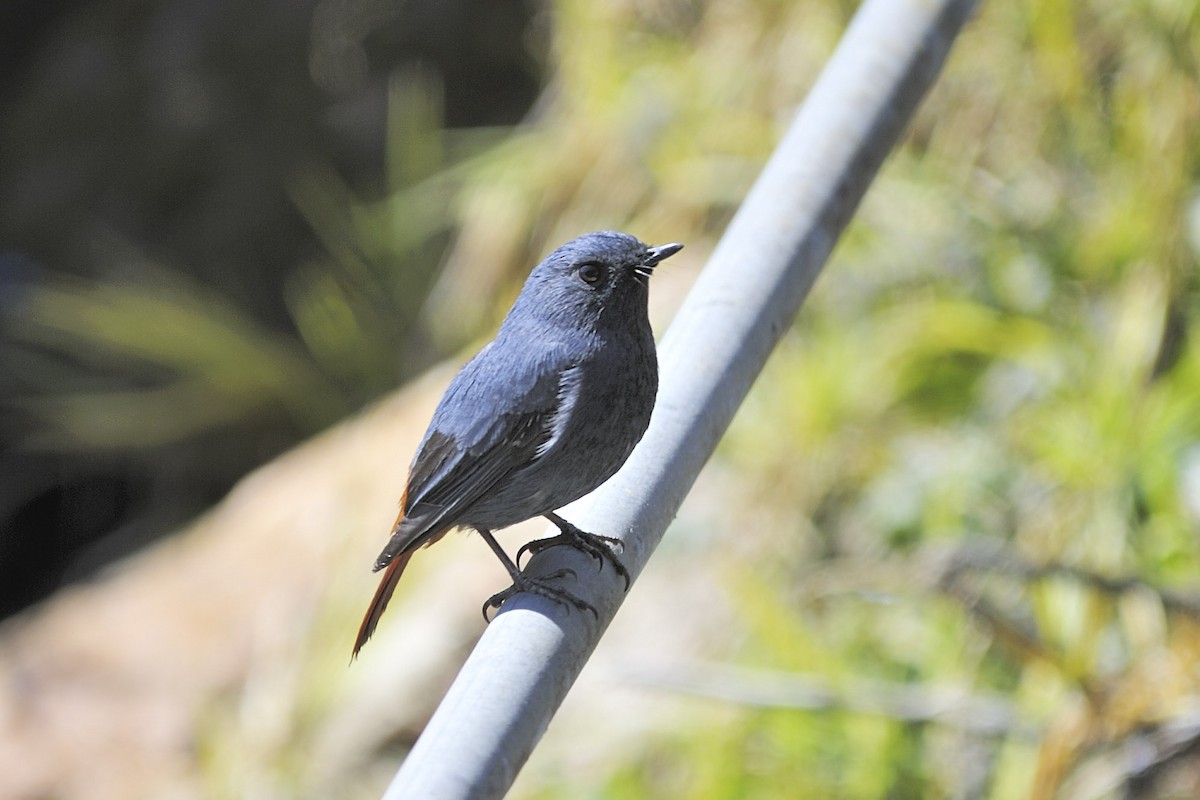 Plumbeous Redstart - ML657127105