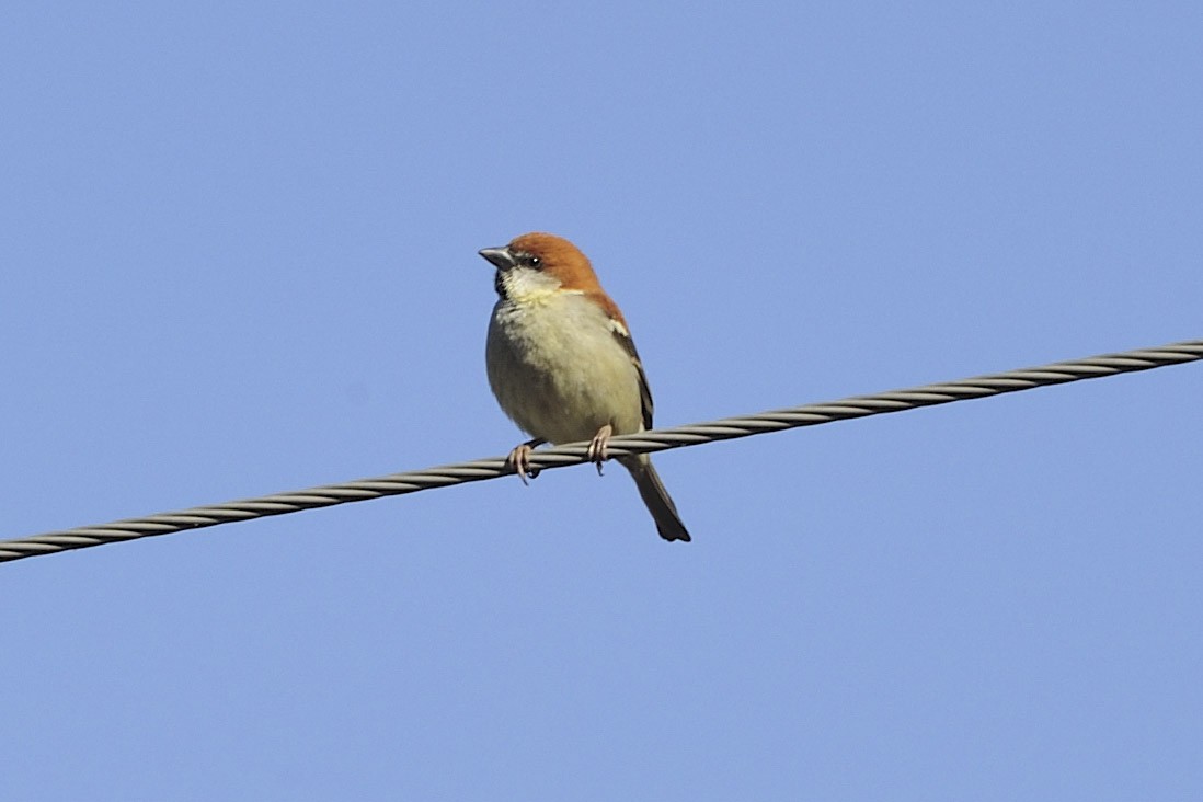 Russet Sparrow - ML657127207