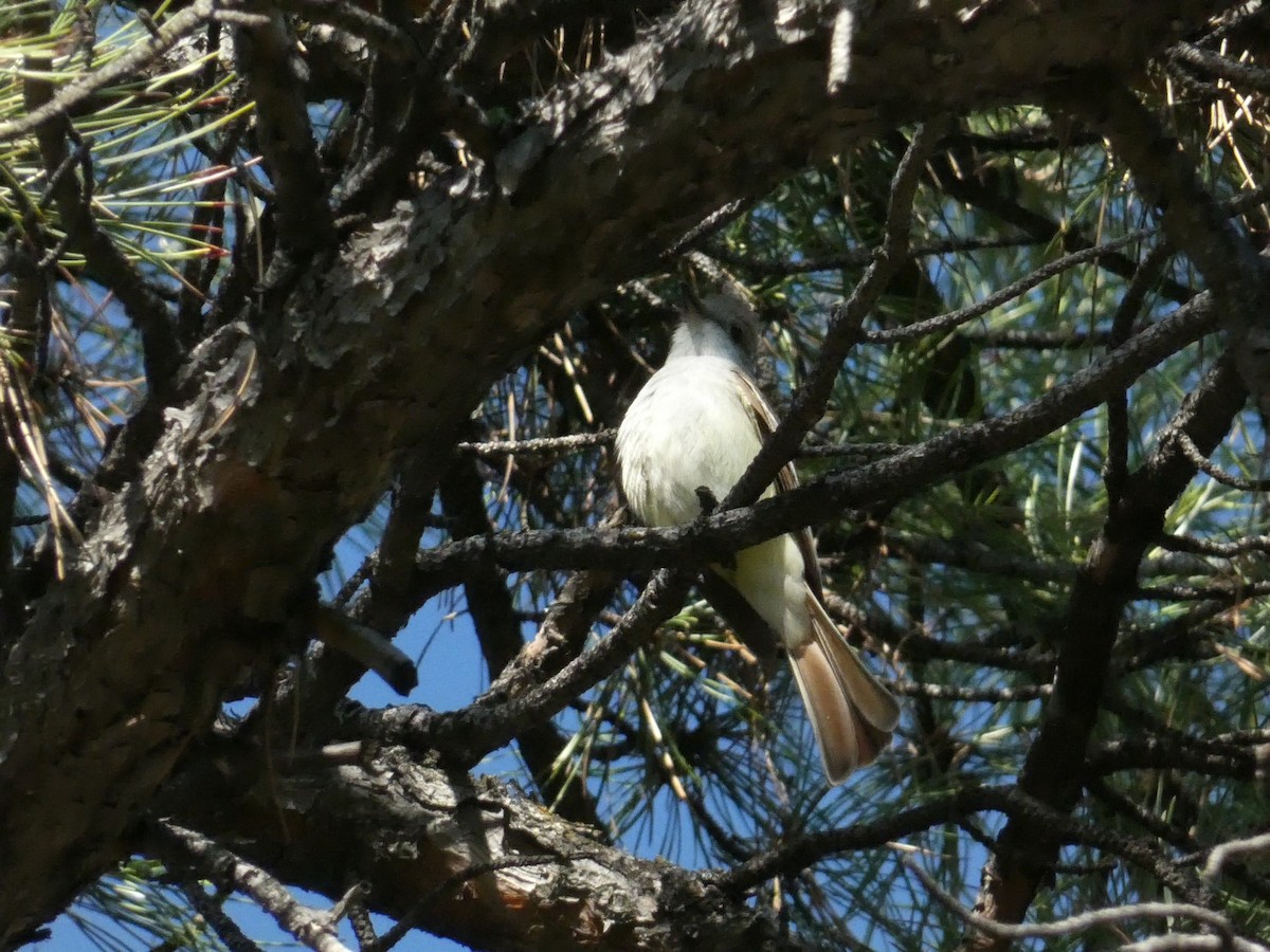Ash-throated Flycatcher - ML657127272