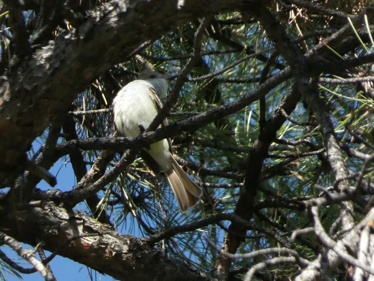 Ash-throated Flycatcher - ML657127273