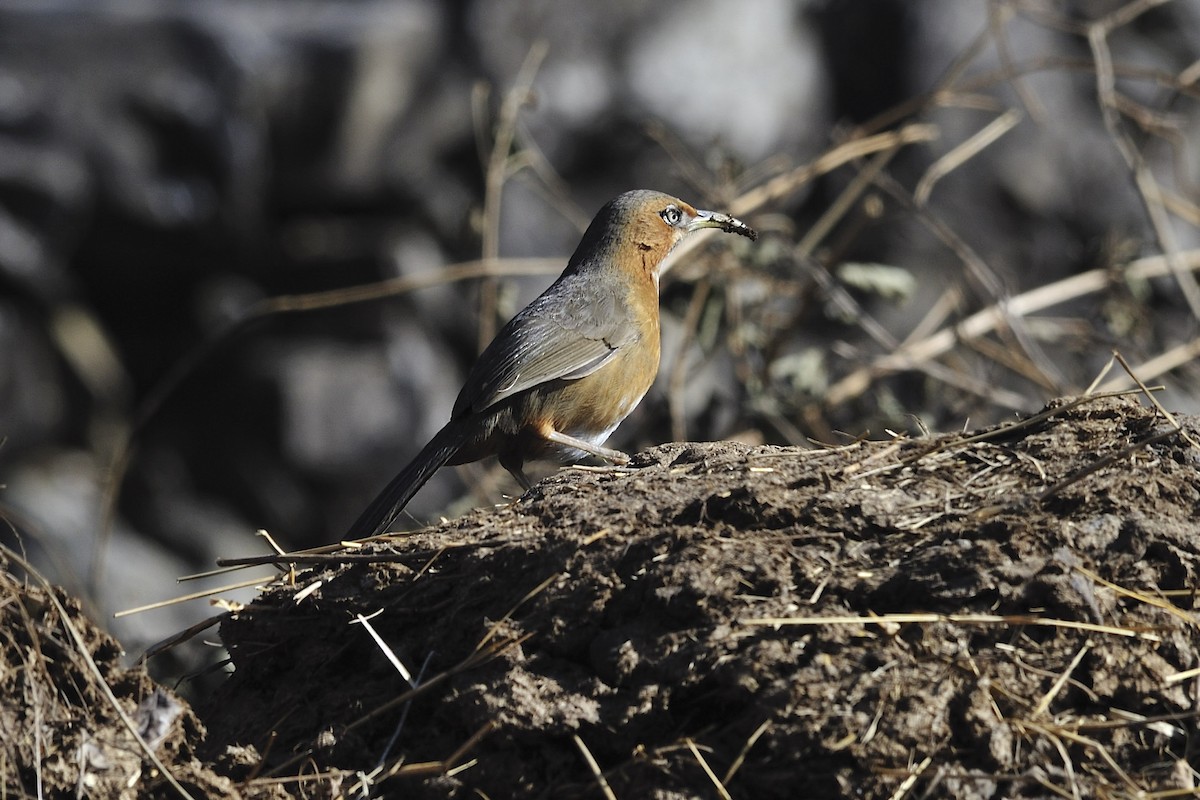 Rusty-cheeked Scimitar-Babbler - ML657127367