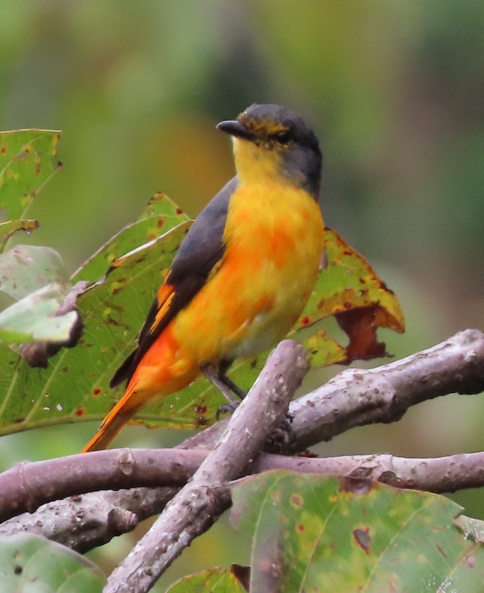 Fiery Minivet - ML657128275