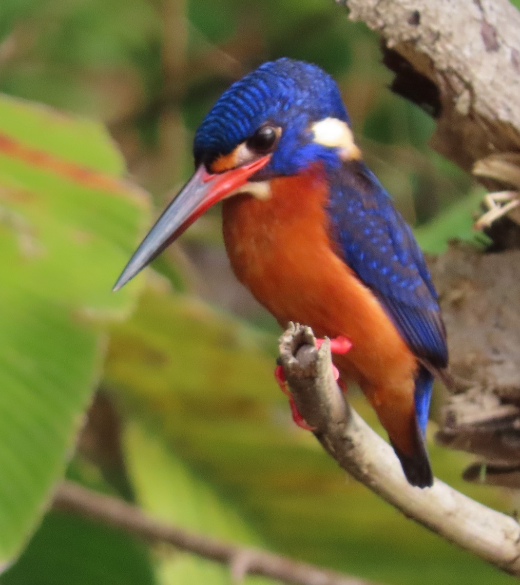 Blue-eared Kingfisher - ML657128463