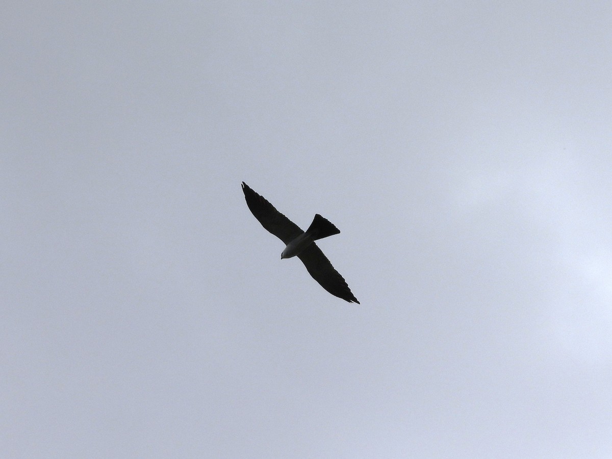 Mississippi Kite - ML657129021