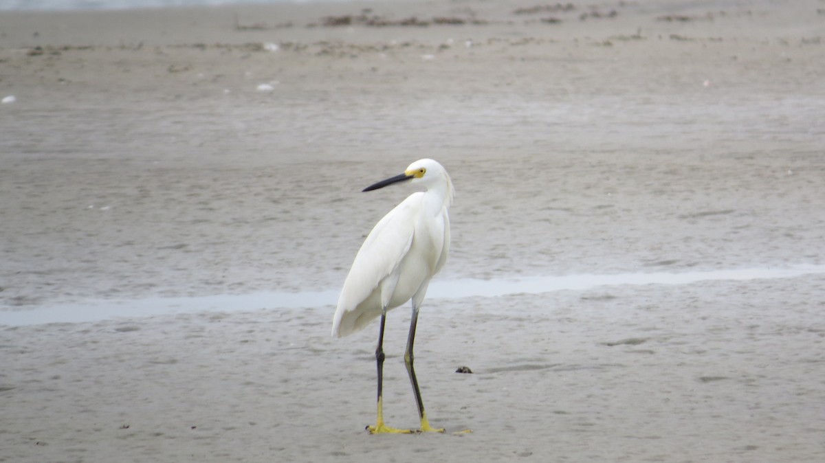 Snowy Egret - ML65712921