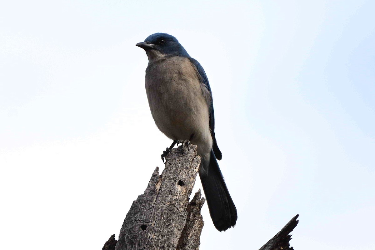 Meksika Kargası - ML657129643