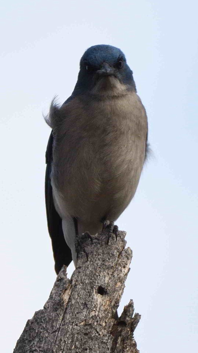 Meksika Kargası - ML657129644