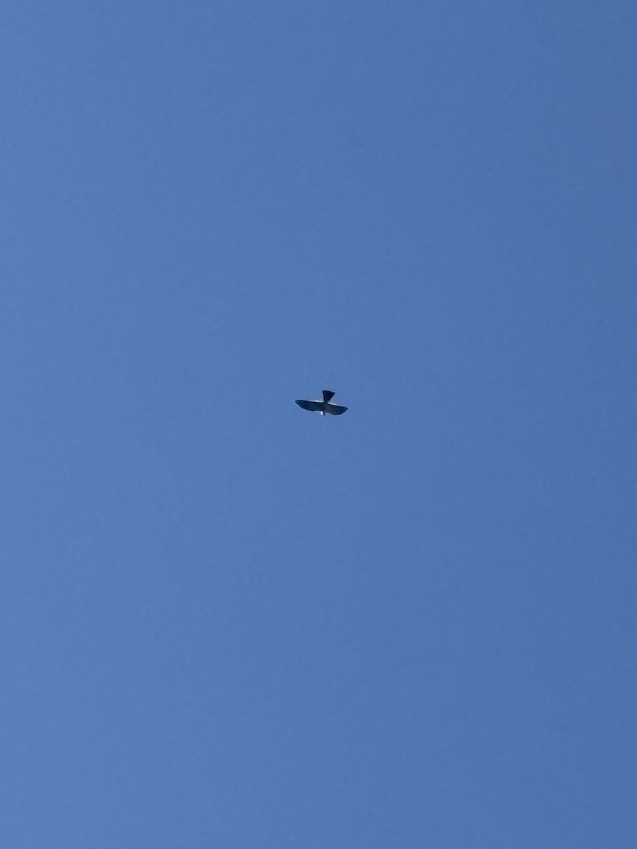 Mississippi Kite - ML657129868
