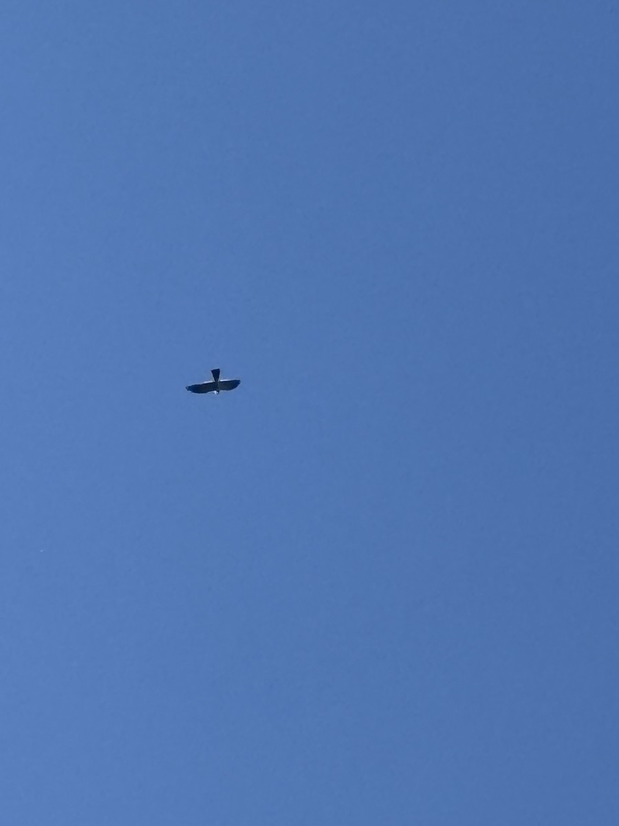 Mississippi Kite - ML657129869