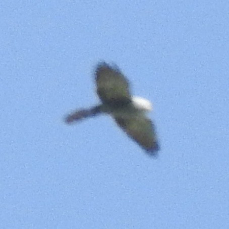 Mississippi Kite - ML657129878